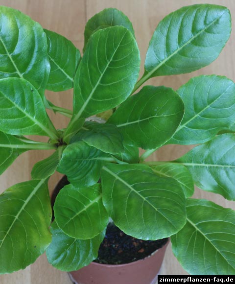 Brighamia insignis