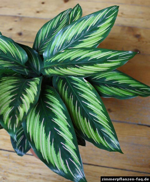 Calathea Beautystar