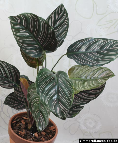 Calathea ornata