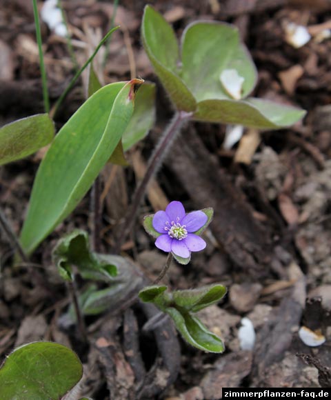 Hepatica nobilis