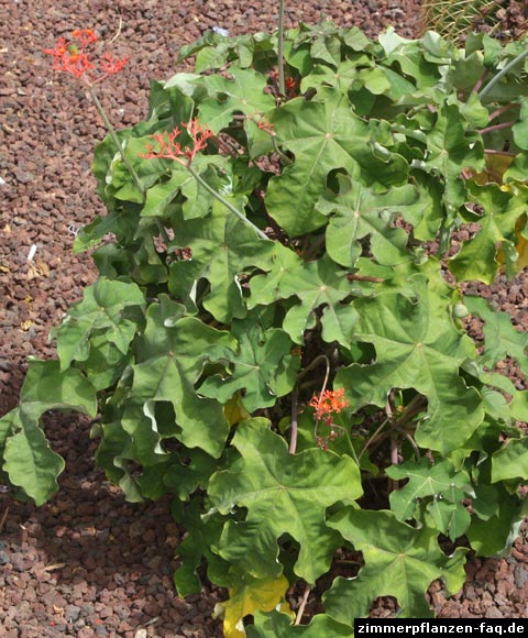 Jatropha podagrica