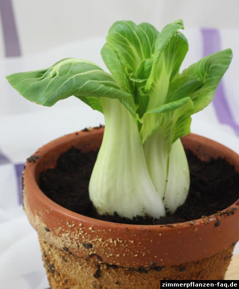 Pak Choi