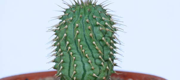 Herzblatt Pflanze (Hoya kerrii)