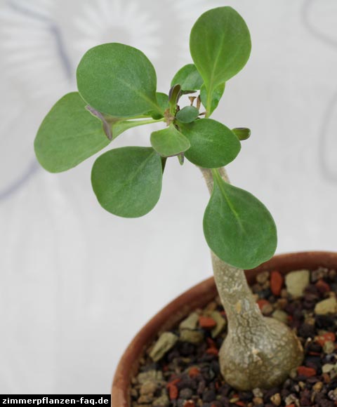 Othonna triplinervia