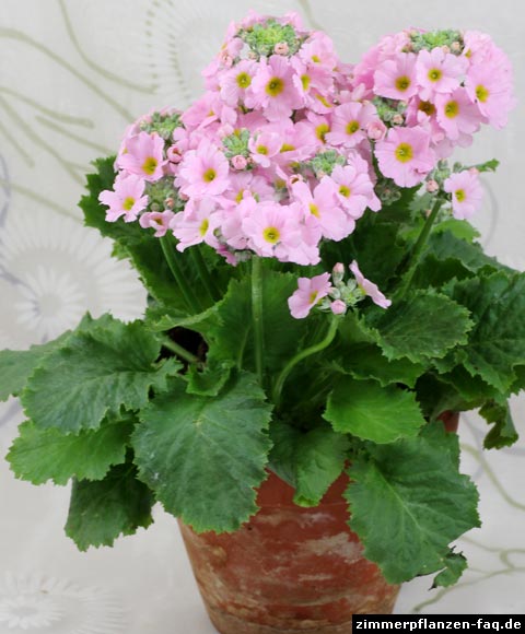 Primula malacoides