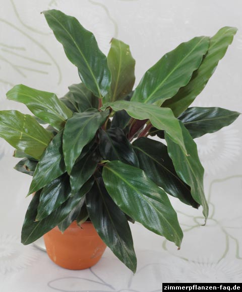 Calathea rufibarba