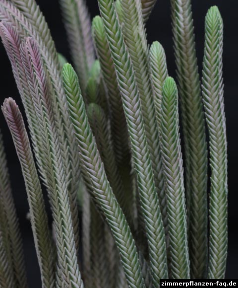Crassula muscosa Blätter