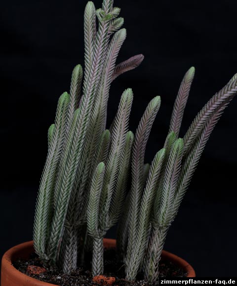 Crassula muscosa Variegata