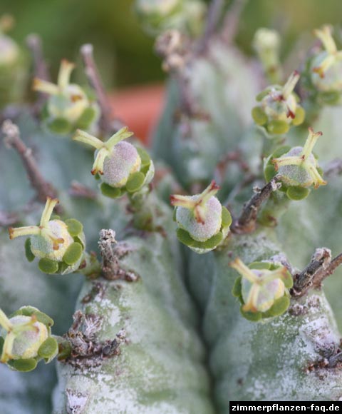 Euphorbia horrida Früchte