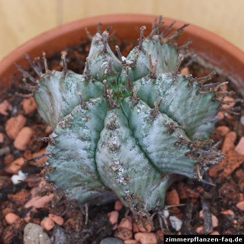 Euphorbia horrida Striata