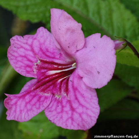 Streptocarpus Sunrise