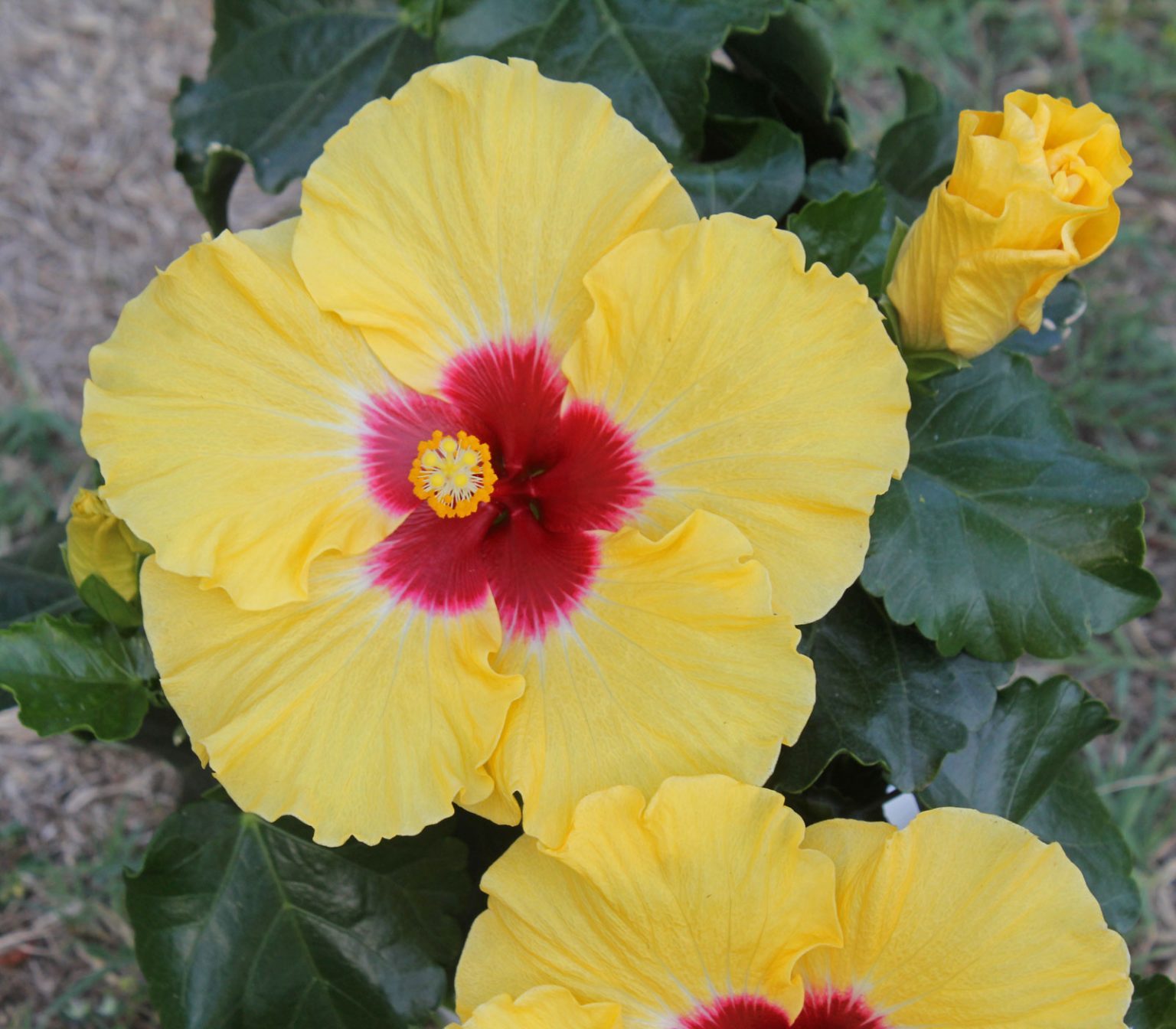 ZimmerHibiskus (Hibiscus rosasinensis)