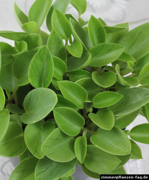 Peperomia Pixie Lime