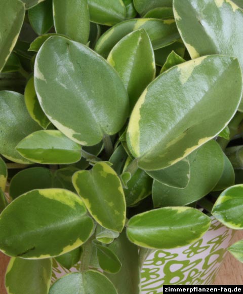 Peperomia orba Variegata