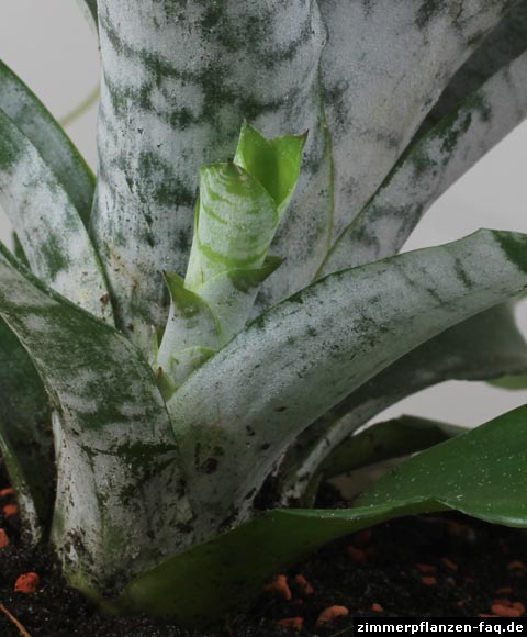 Aechmea Kindel