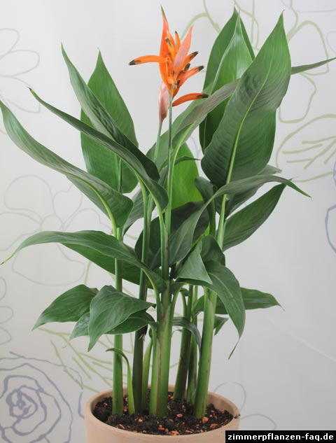 Heliconia Olympic Dream
