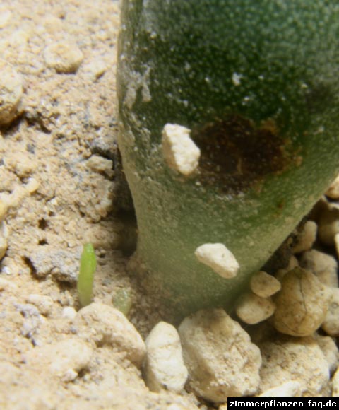 Adromischus-Blattsteckling