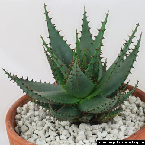 Aloe broomii