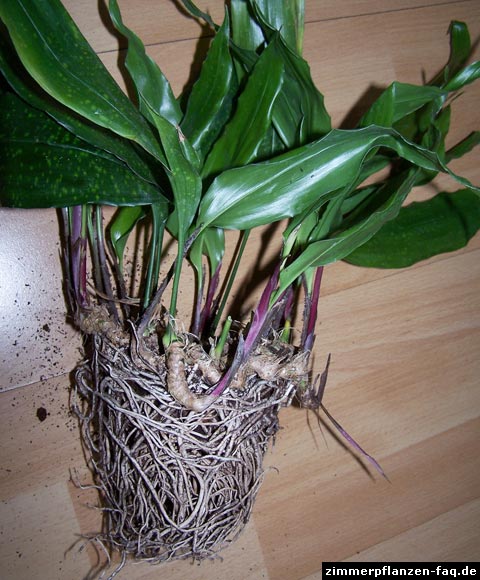 Aspidistra sichuanensis
