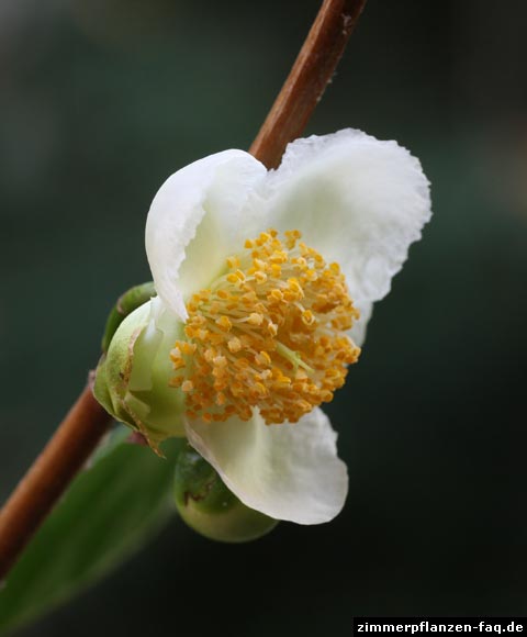 Camellia sinensis