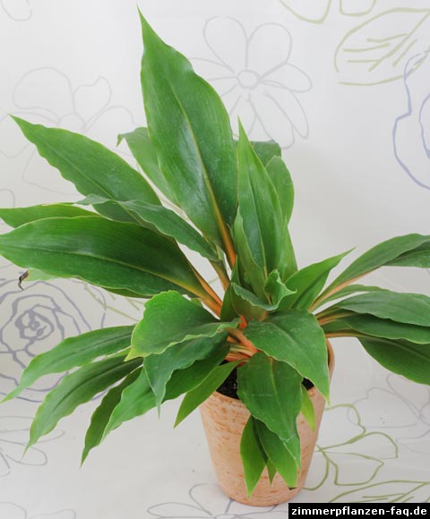 Chlorophytum orchidastrum