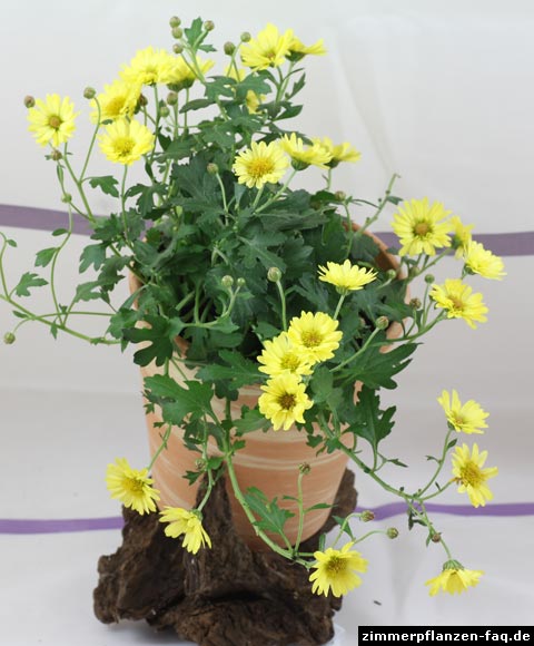 Chrysanthemum Fancy That