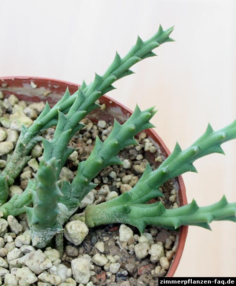 Orbea variegata