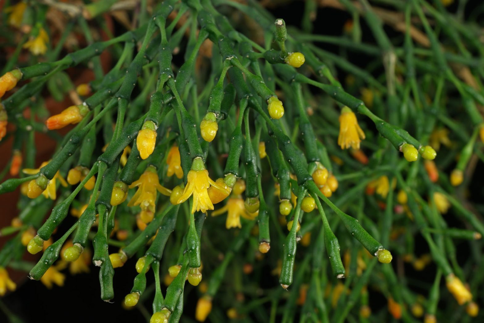 Hatiora salicornioides