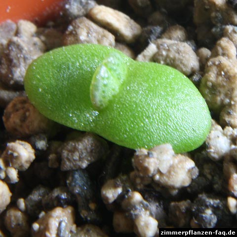 Pleiospilos Sämling