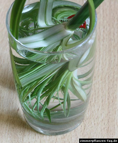 Cyperus Stecklinge