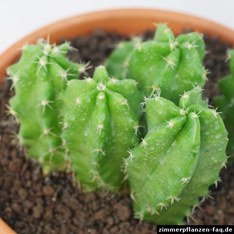 Echinocereus viereckii ssp. morricalii