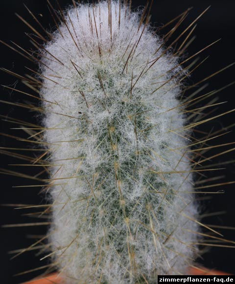 Espostoopsis dybowskii