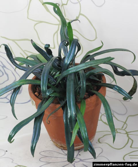 Microsorum thailandicum