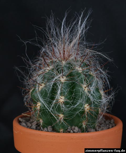 Oreocereus celsianus
