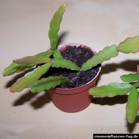 Rhipsalis micrantha