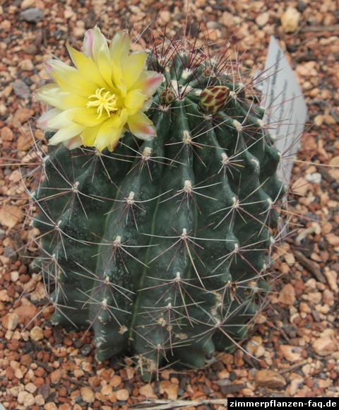 Thelocactus setispinus