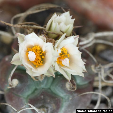 Turbinicarpus schmiedickeanus ssp. macrochele