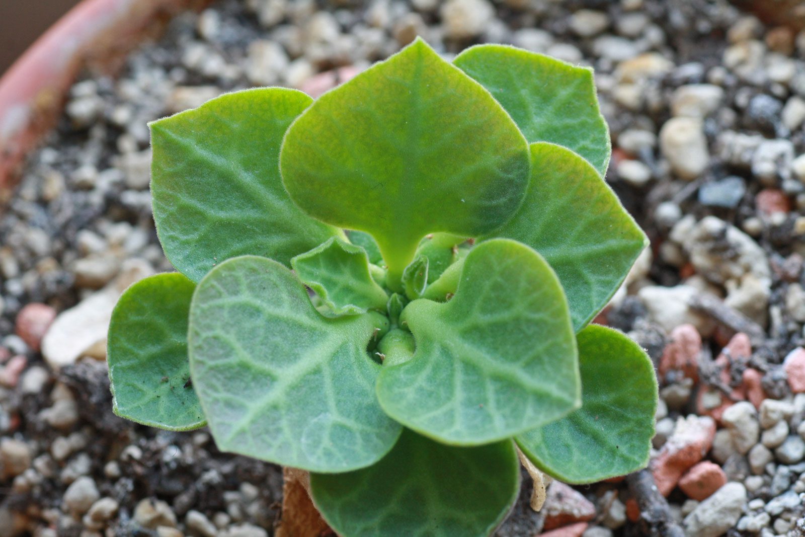Euphorbia neoreflexa