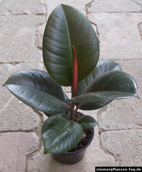 Ficus elastica