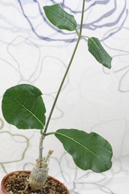 Herzblatt Pflanze (Hoya kerrii)