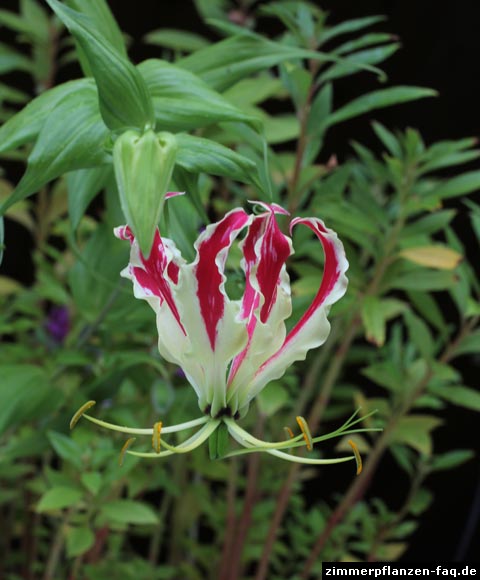 Gloriosa superba