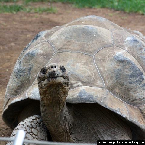 Riesenschildkröte
