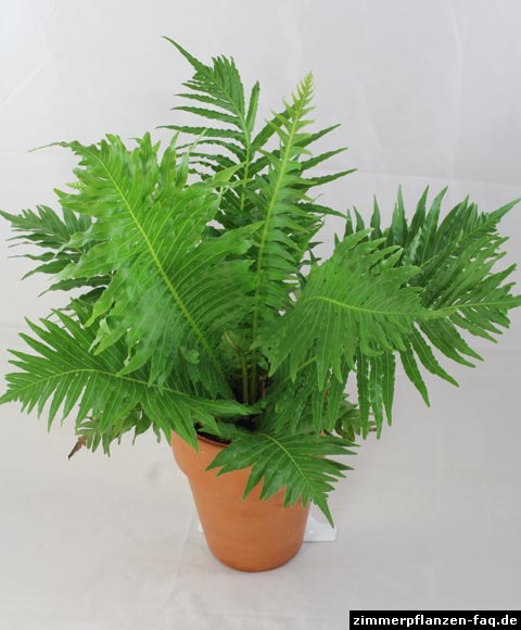 Blechnum gibbum
