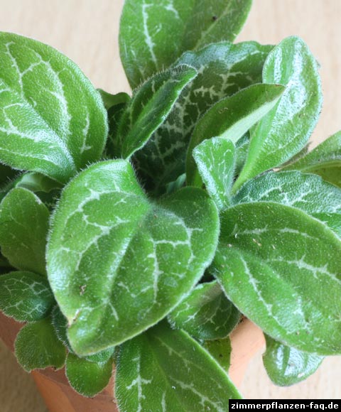 Chirita sinensis Hisako