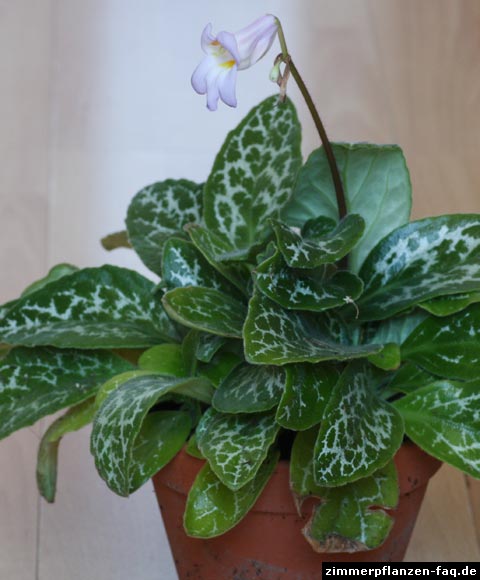 Chirita sinensis Lola