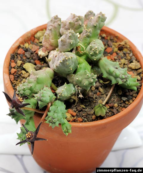Duvalia pubescens