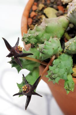 Herzblatt Pflanze (Hoya kerrii)