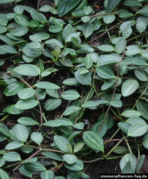 Peperomia angulata