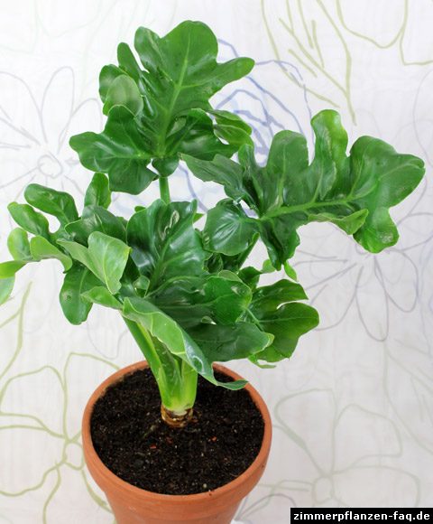 Philodendron Atom