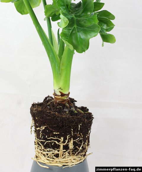 Philodendron-Wurzeln